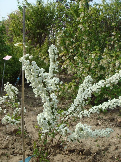 Spiraea prunifolia 'Plena'
